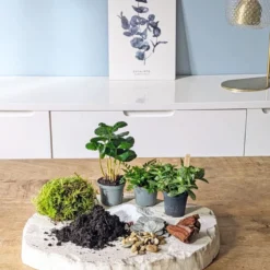 Kit recharge pour terrarium 3 plantes fittonia vert + caféier + fougère