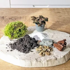 Kit recharge pour terrarium 1 plante fittonia rouge