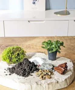 Kit recharge pour terrarium 2 plantes fittonia vert + ficus