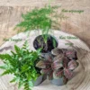 Kit recharge pour terrarium 3 plantes fittonia rouge + aspargus + fougère