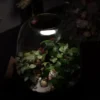 Kit terrarium plante diy 3 plantes