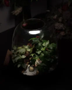 Kit terrarium plante diy 3 plantes
