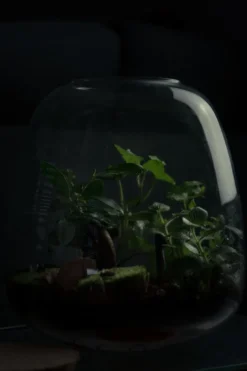 Kit terrarium plante diy 3 plantes