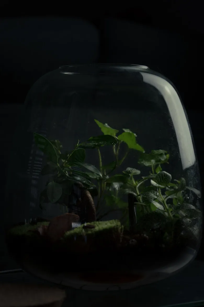 Kit terrarium plante diy 3 plantes