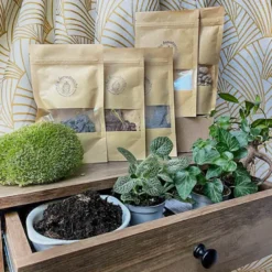 Kit terrarium plante diy 3 plantes