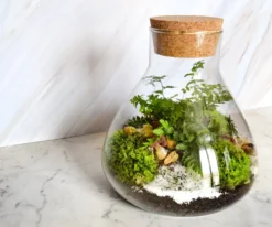 Kit terrarium plante diy sohna