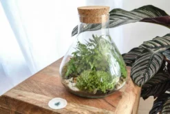 Kit terrarium plante diy sohna