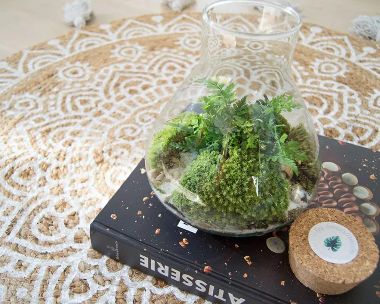 Kit terrarium plante diy sohna