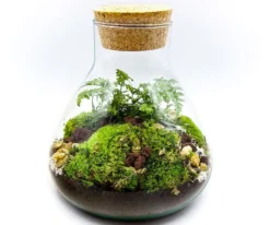 Kit terrarium plante diy sohna