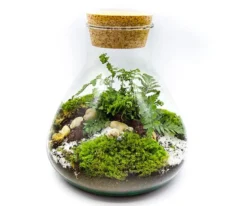Kit terrarium plante diy sohna