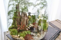 Kit terrarium 3 plantes diy japanoscope