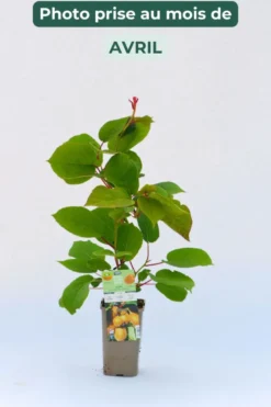 Kiwi autofertile 'jenny' taille du pot - en pot de 1,5 litres