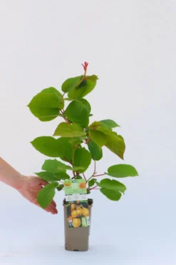 Kiwi autofertile 'jenny' taille du pot - en pot de 1,5 litres
