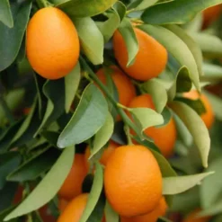 Kumquatier 7 l 100-120 cm
