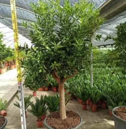 Kumquatier 4 l 30-50 cm