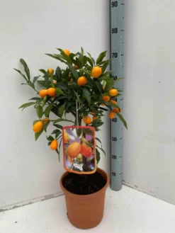 Kumquatier 65 l 125-150 cm -18-20 péri