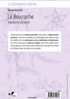 La bourrache, une étoile au jardin