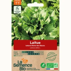 Laitue batavia reine des glaces bio