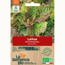 Laitue batavia rouge grenobloise bio