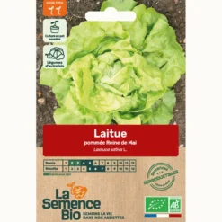 Laitue reine de mai de pleine terre bio