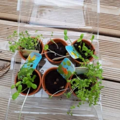 La première serre pour petit jardinier