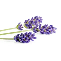 Lavande officinale - hydrolat bio - 200ml