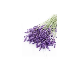 Lavande vraie - huile essentielle bio - 10ml garantie chromacert® - chémotypée &