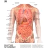 Le grand guide visuel du corps humain