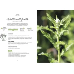 Les plantes sauvages comestibles