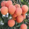 Litchi kwai may rose 25 l- 125-150 cm
