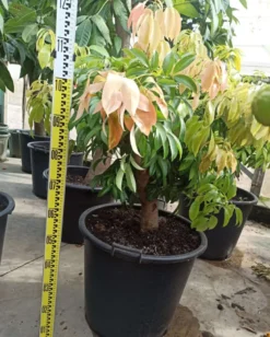 Litchi kwai may rose 25 l- 125-150 cm