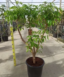 Litchi kwai may rose 25 l- 125-150 cm