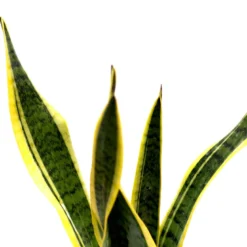 Lot de 3 plantes d'intérieur résistantes