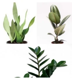 Lot de 3 plantes d'intérieur résistantes