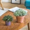 Lot de 2 plantes grasses faciles à vivre