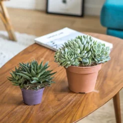Lot de 2 plantes grasses faciles à vivre