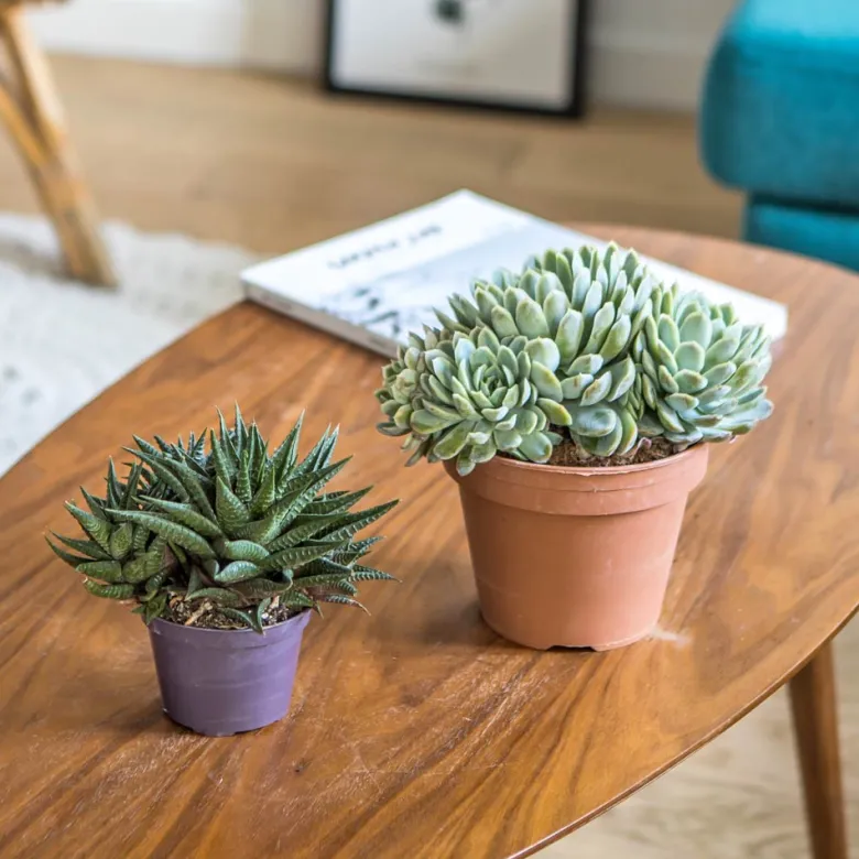 Lot de 2 plantes grasses faciles à vivre