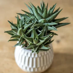 Lot de 2 plantes grasses faciles à vivre