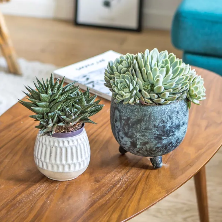 Lot de 2 plantes grasses faciles à vivre