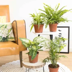 Lot de 4 plantes vertes dépolluantes