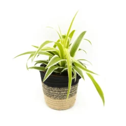 Lot de 4 plantes vertes dépolluantes