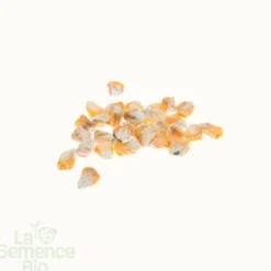 Mais doux golden bantam bio