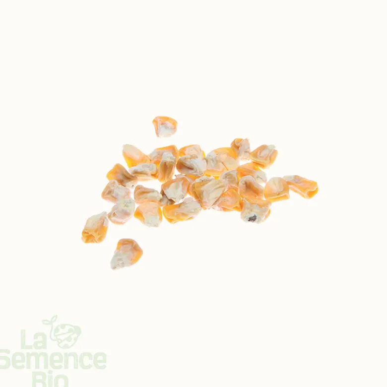 Mais doux golden bantam bio