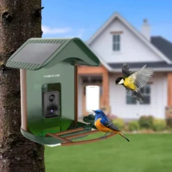 Mangeoire oiseaux détection d'espèce ia