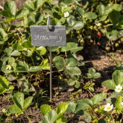 Marqueur de plantes en ardoise sur tige