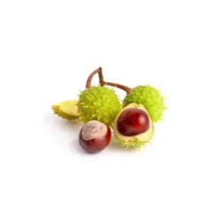 Marronnier macérat de bourgeons bio 15ml 15
