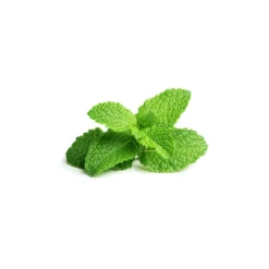 Menthe poivree - hydrolat bio - 200ml