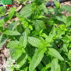 Menthe verte - graines bio
