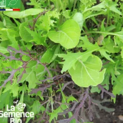 Mesclun asiatique - graines bio