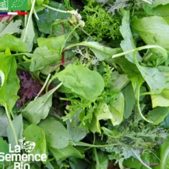 Mesclun crétois bio